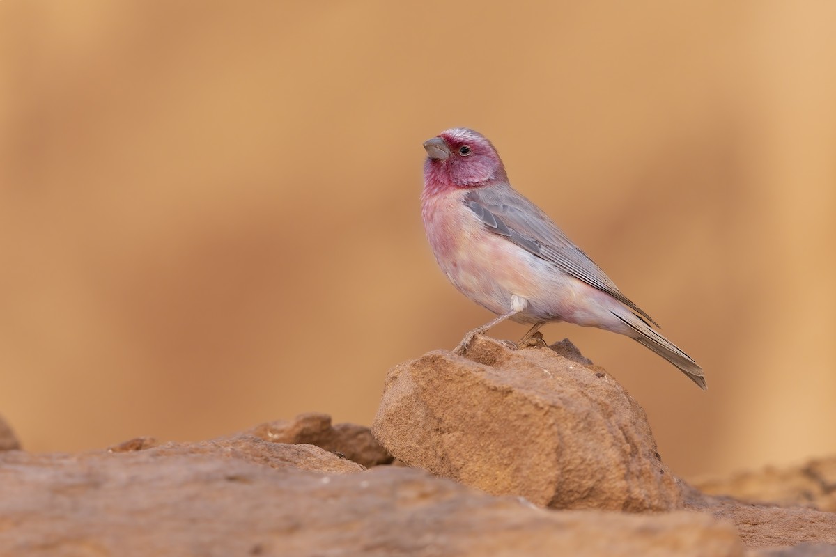 Sinai Rosefinch - Marco Valentini