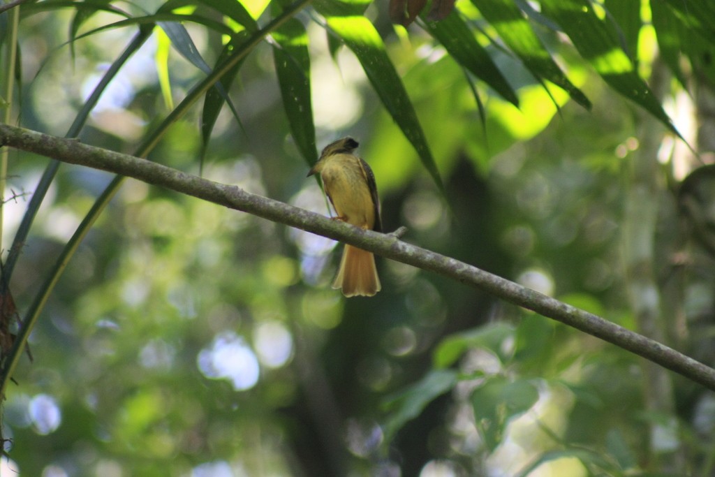 Tropical Royal Flycatcher - ML388763441