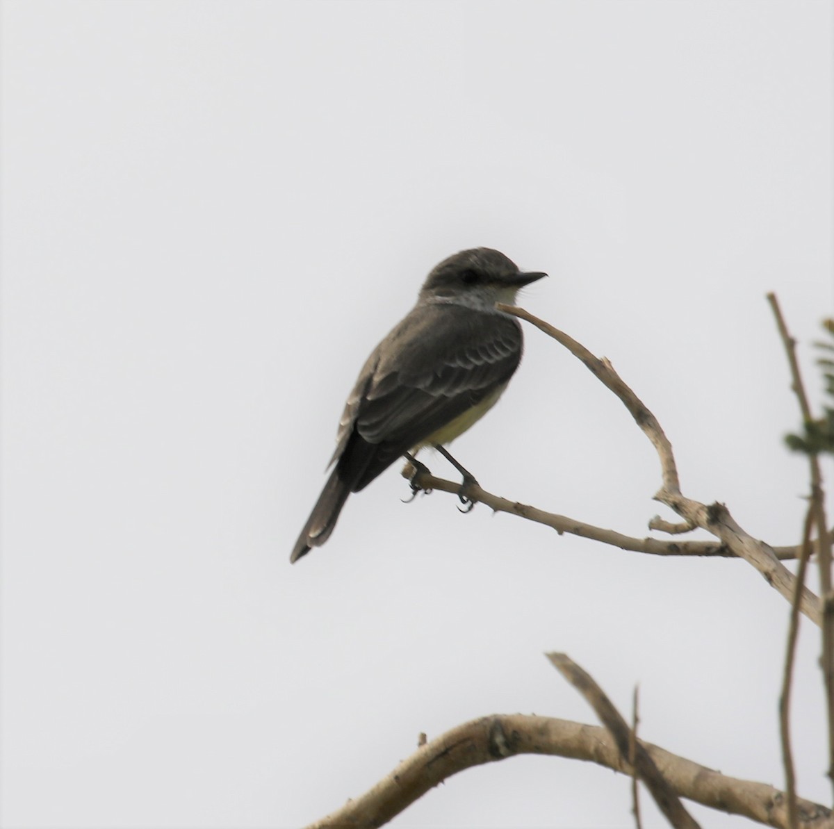 Vermilion Flycatcher - ML388764461