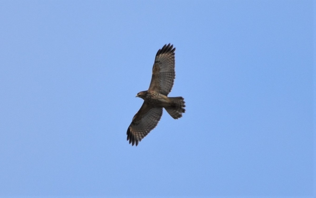 Red-shouldered Hawk - ML388768351