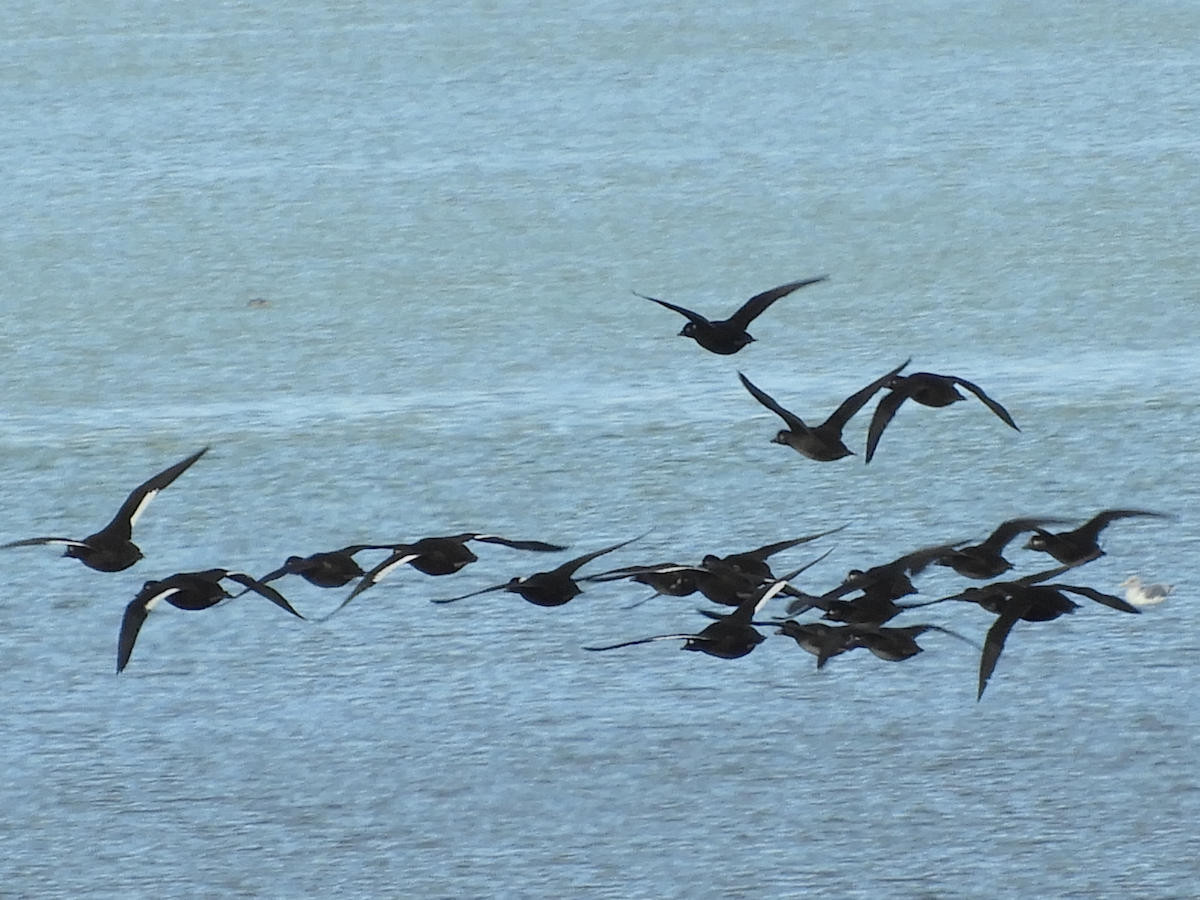 White-winged Scoter - ML388768441