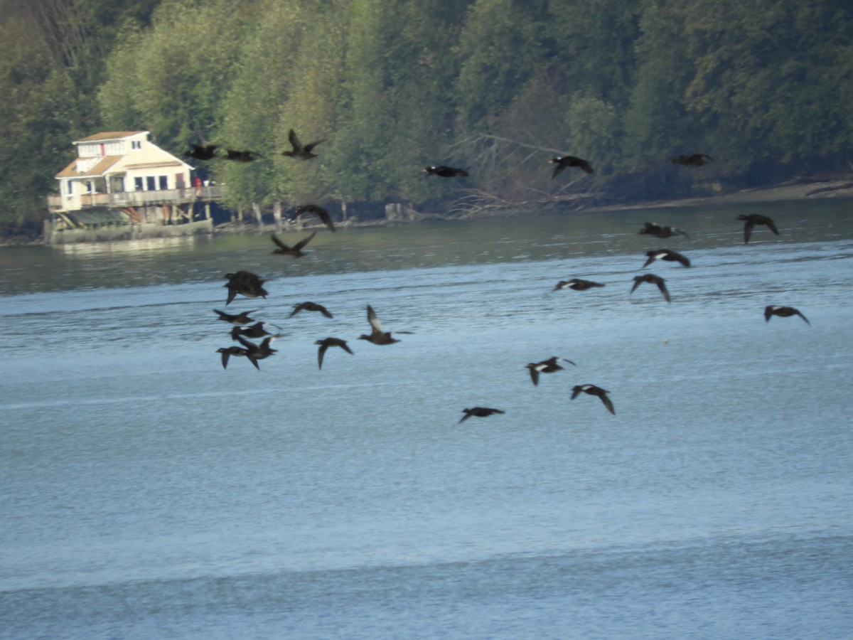 White-winged Scoter - Cherie St.Ours