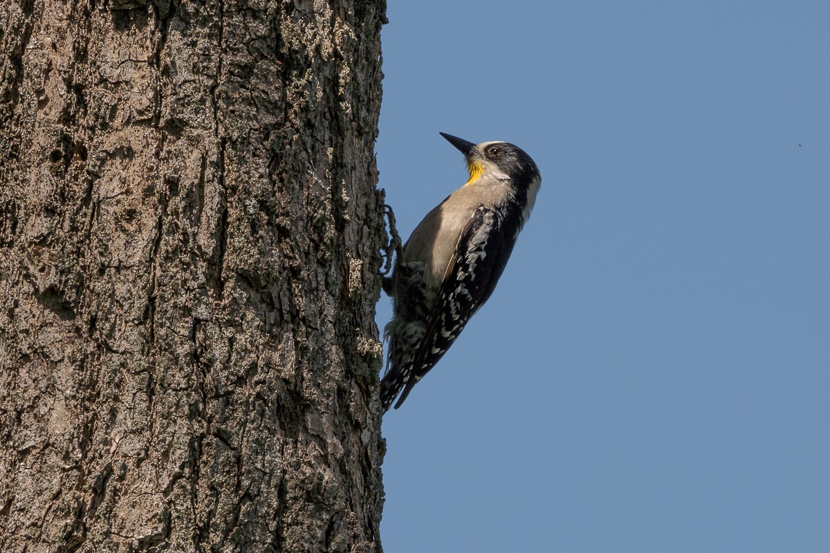 White-fronted Woodpecker - Jorge Claudio Schlemmer