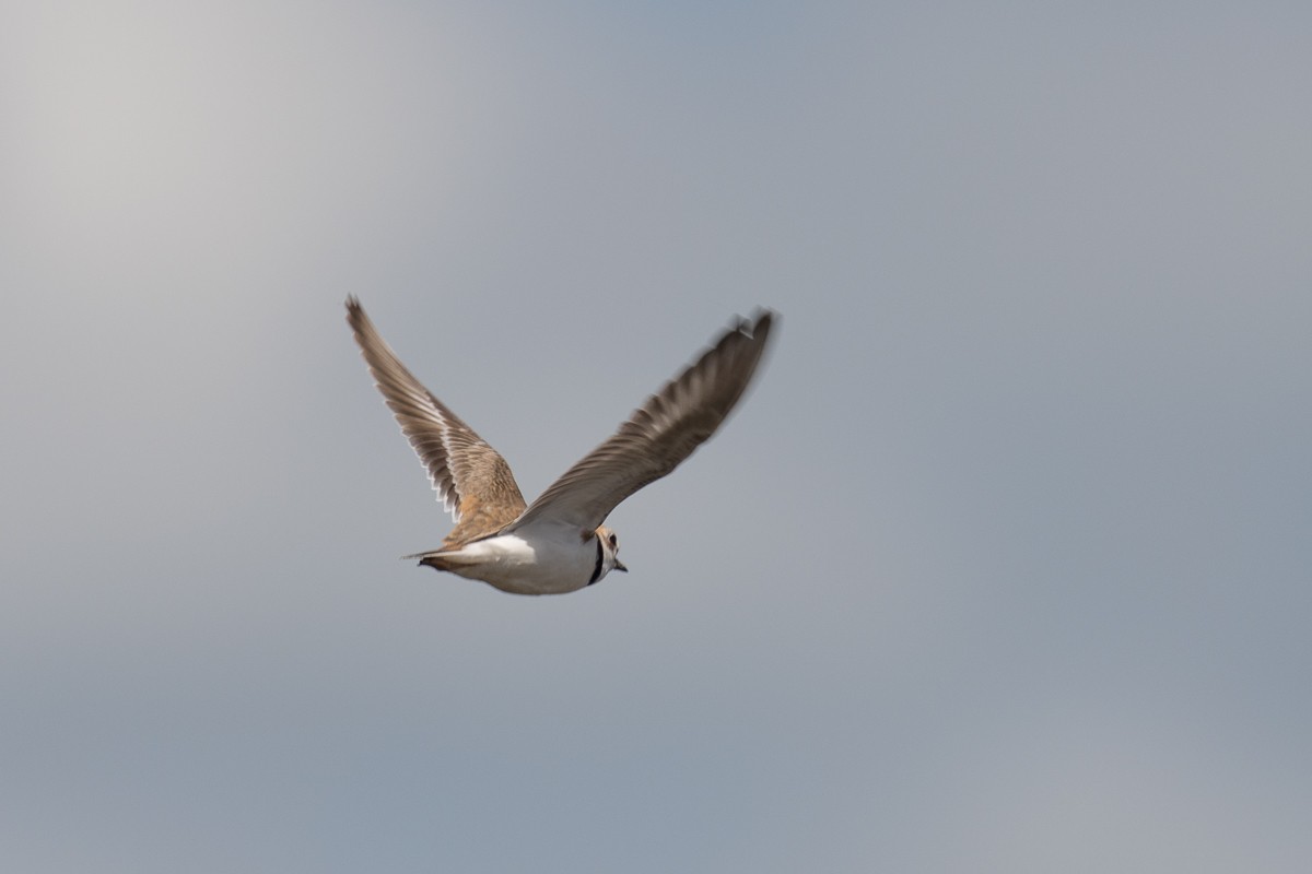 Collared Plover - ML388769821