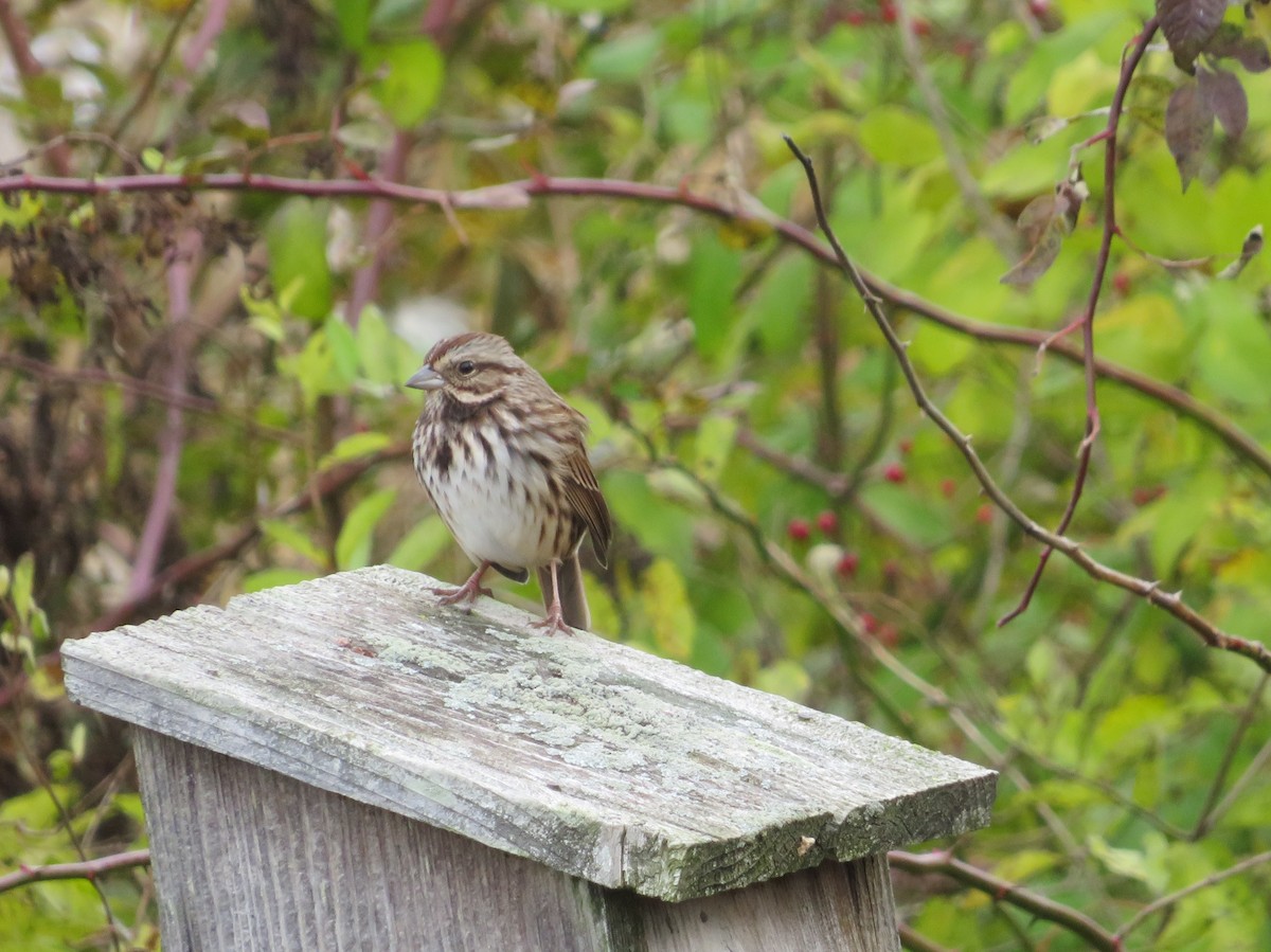 Певчая овсянка - ML388769851