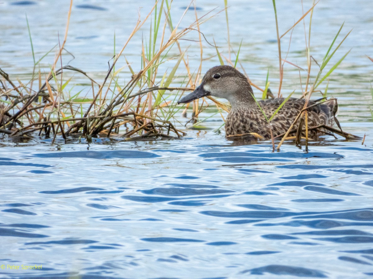 Blue-winged Teal - ML388770711