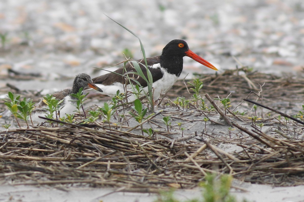 American Oystercatcher - Baxter Beamer