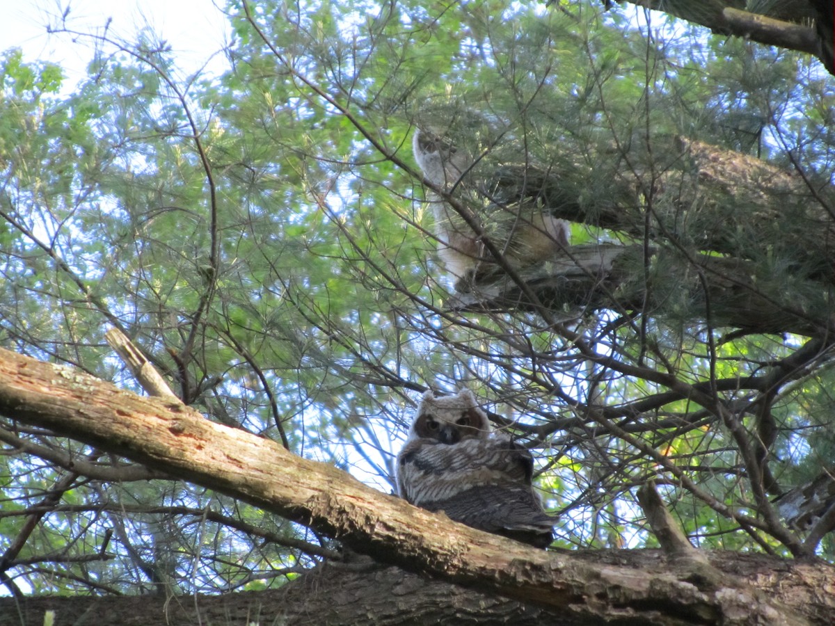 Great Horned Owl - ML388771311