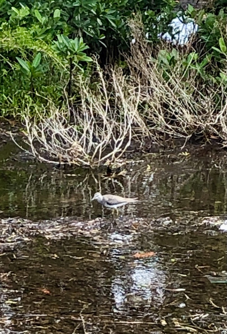 Gray-tailed Tattler - ML388771871