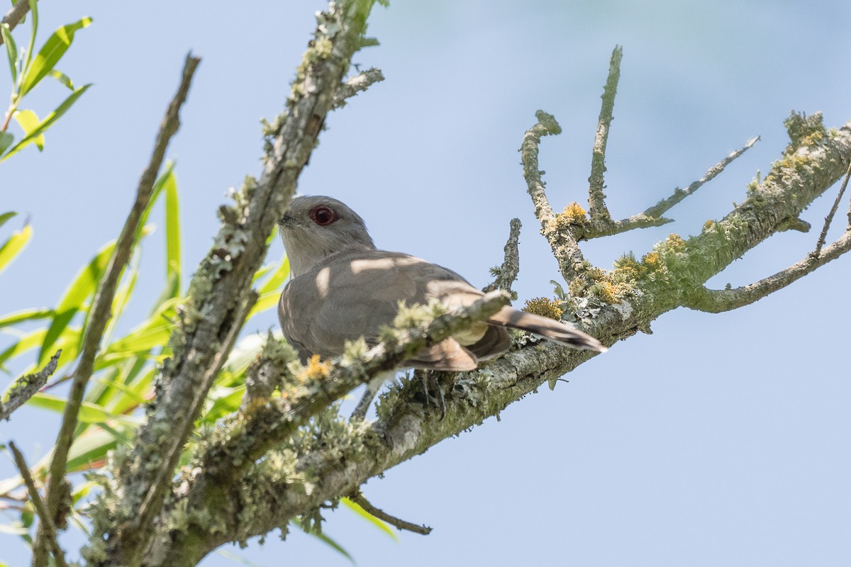 Ash-colored Cuckoo - ML388772101