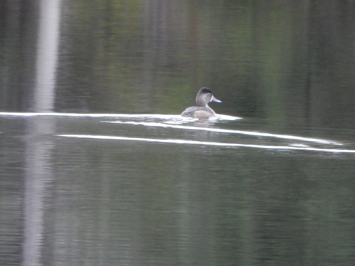 環頸潛鴨 - ML388772951