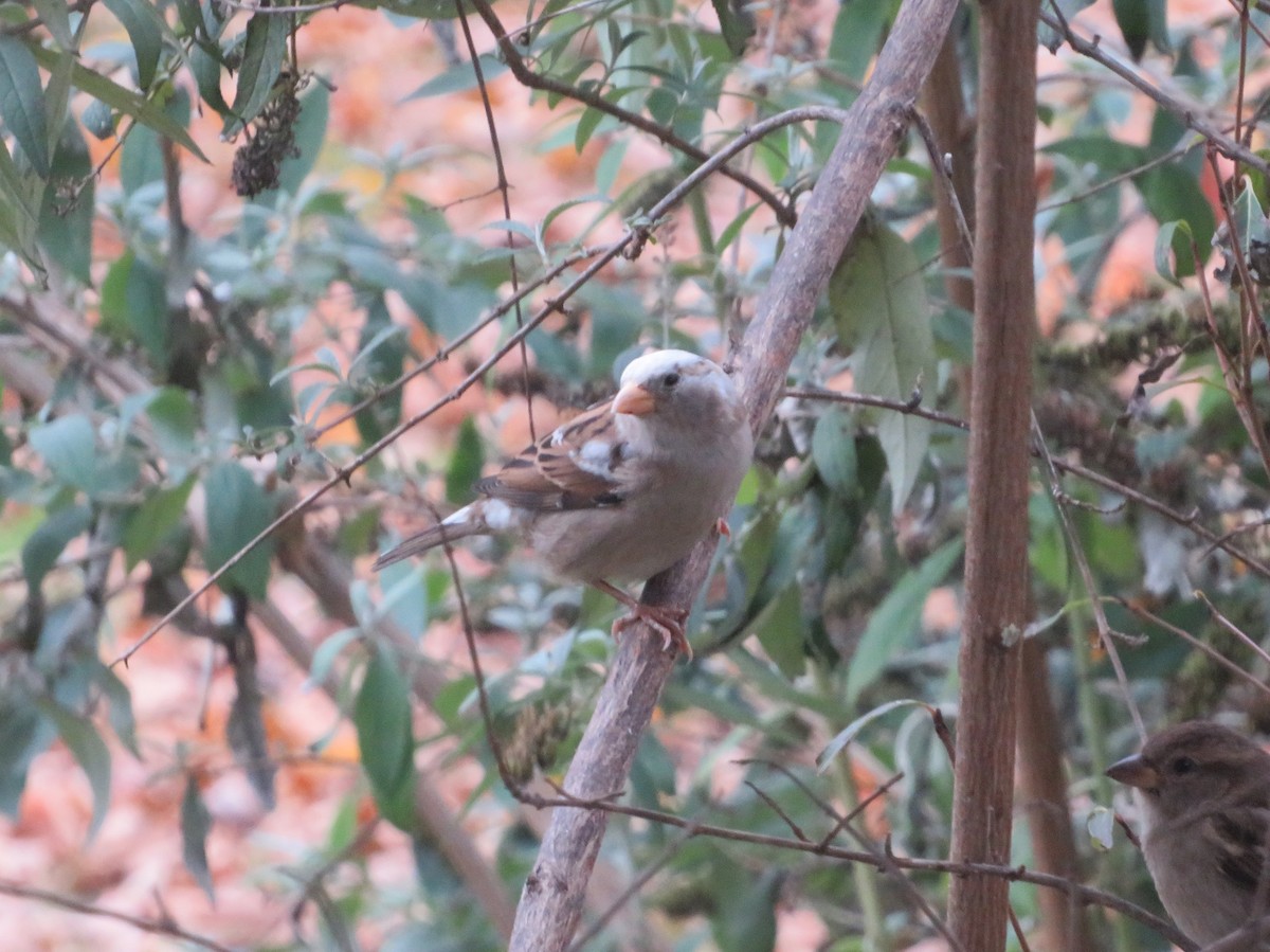 Домовый воробей - ML388773801