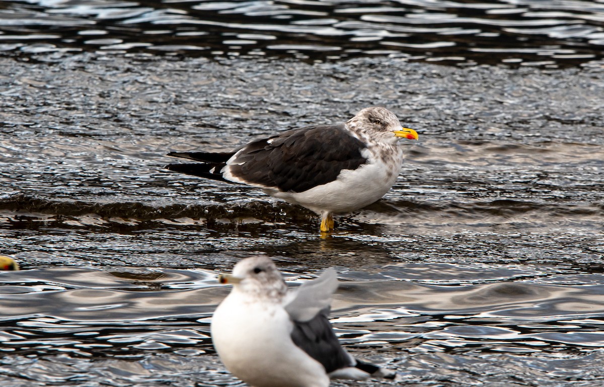 Lesser Black-backed Gull - ML388774351