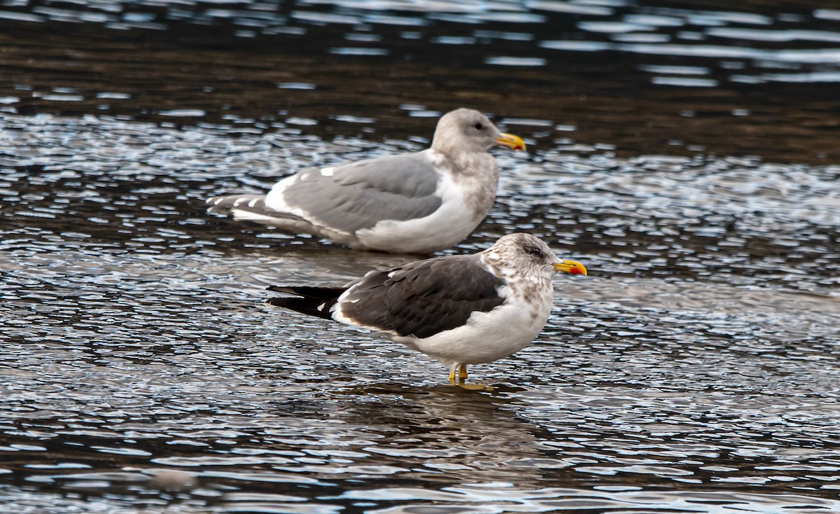 Lesser Black-backed Gull - ML388774421