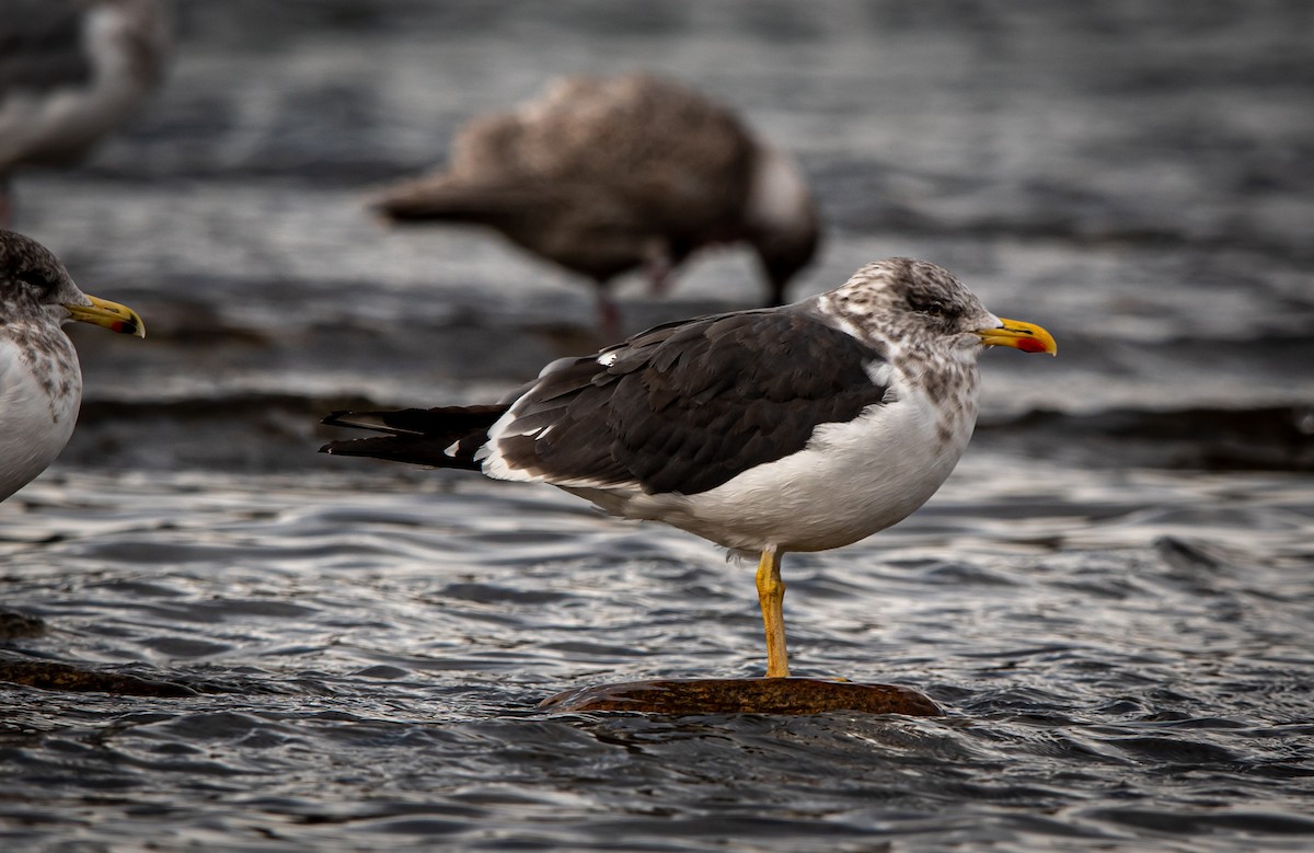 Lesser Black-backed Gull - ML388774431