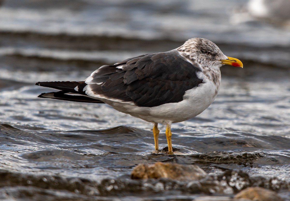 Lesser Black-backed Gull - ML388774441