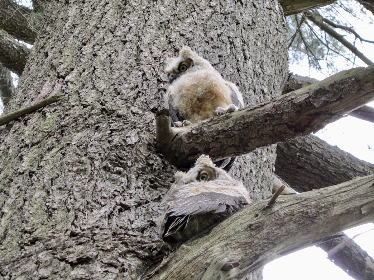 Great Horned Owl - ML388774771