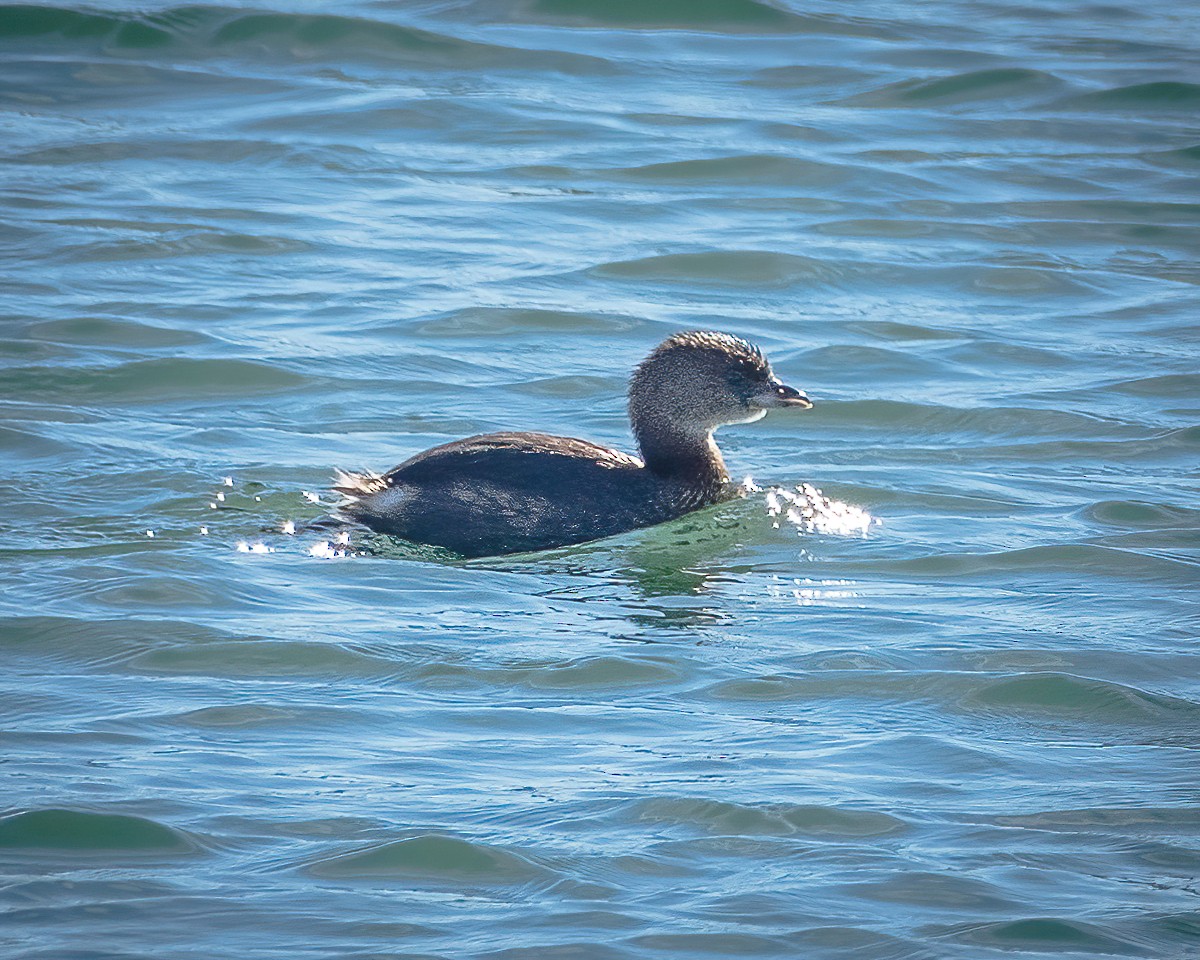 Pied-billed Grebe - ML388775261