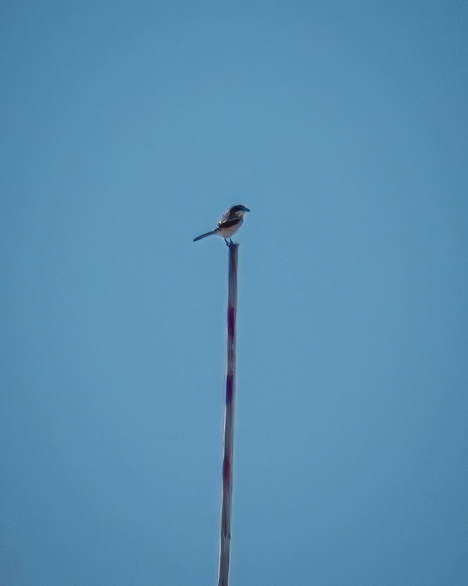 Loggerhead Shrike - ML388777331