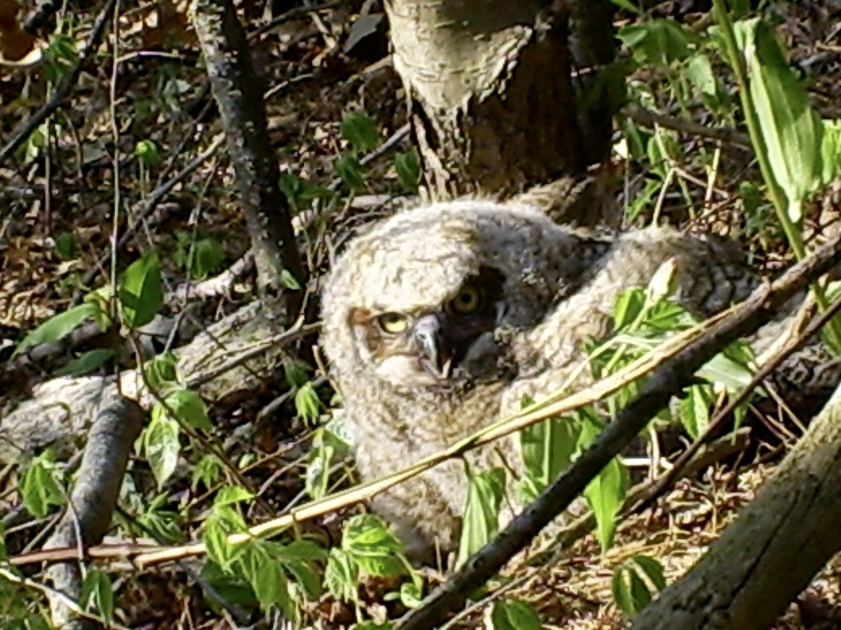 Great Horned Owl - ML388777651