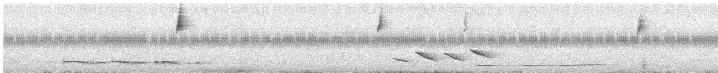 Лінивка-смугохвіст плямистобока (підвид maculatus) - ML388778081