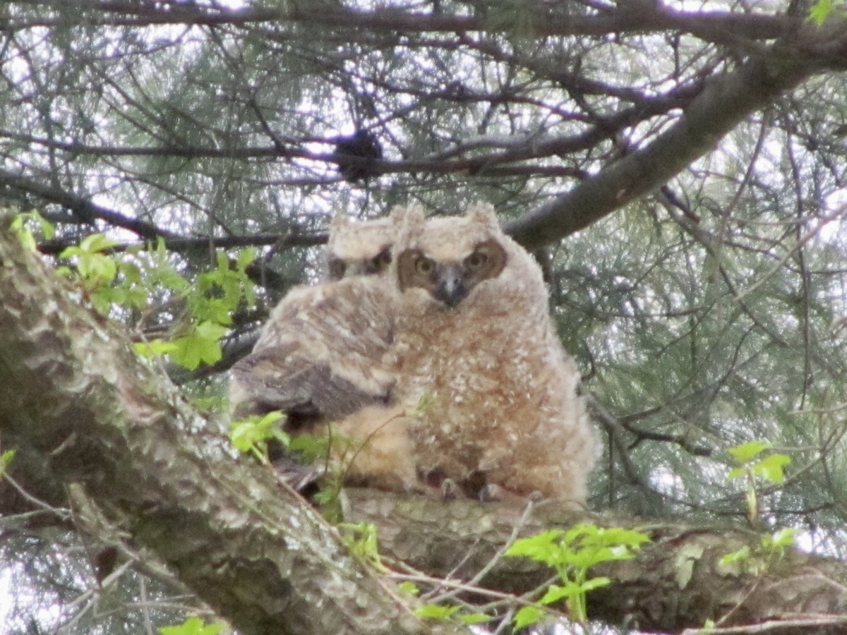 Great Horned Owl - ML388778681