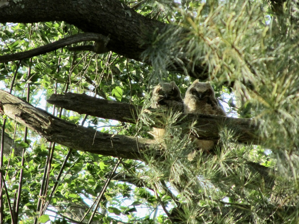 Great Horned Owl - ML388779531