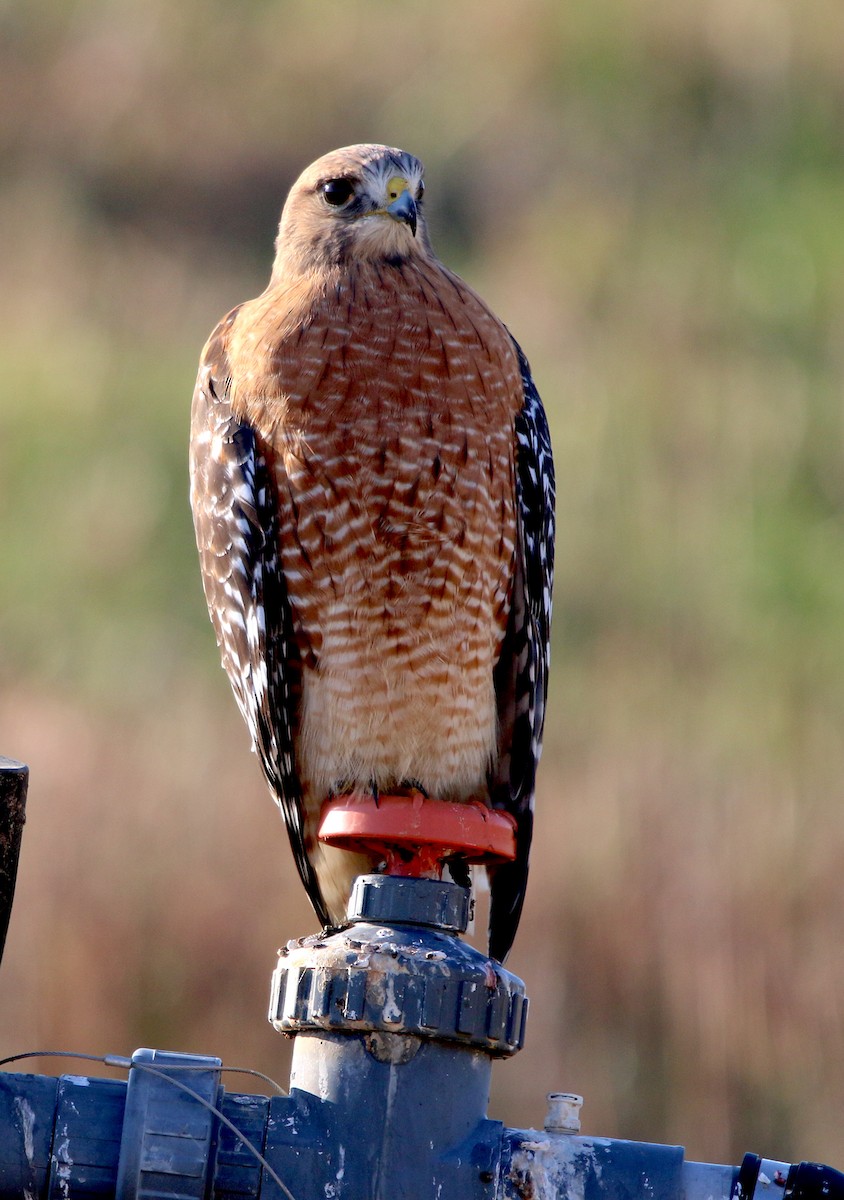 Red-shouldered Hawk - Lori White