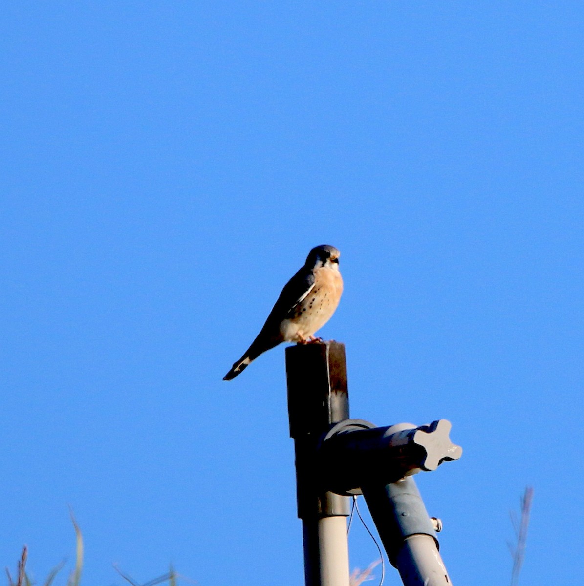 American Kestrel - ML388781841