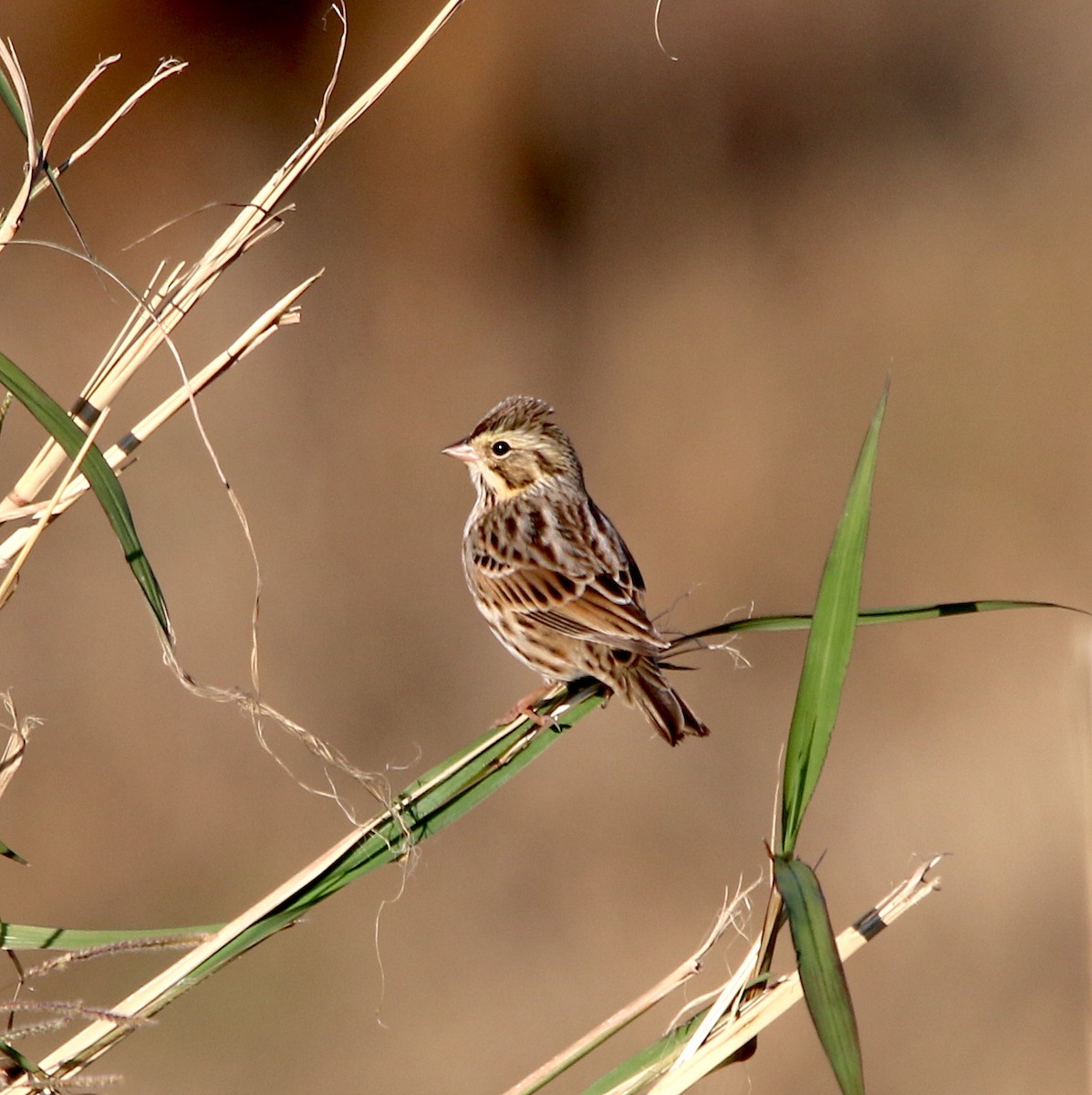 Savannah Sparrow - Lori White