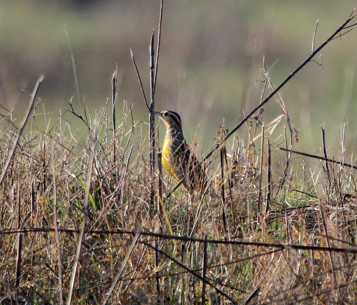 Eastern Meadowlark - Lori White