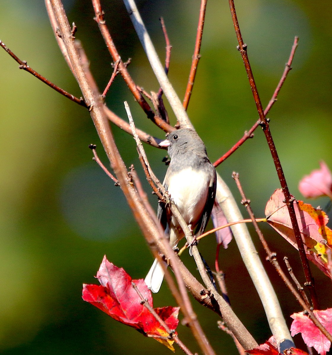 Dark-eyed Junco - ML388782171