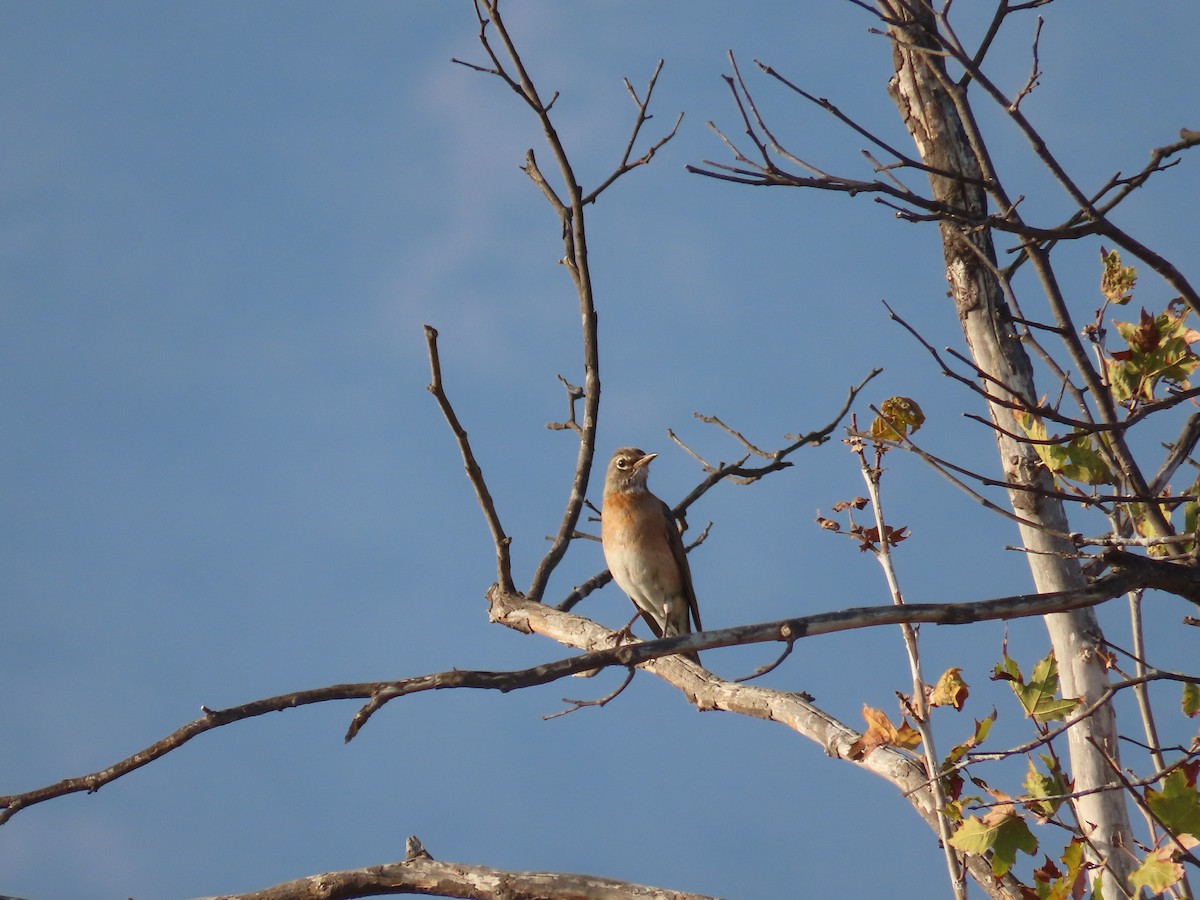 American Robin - Tina Tan