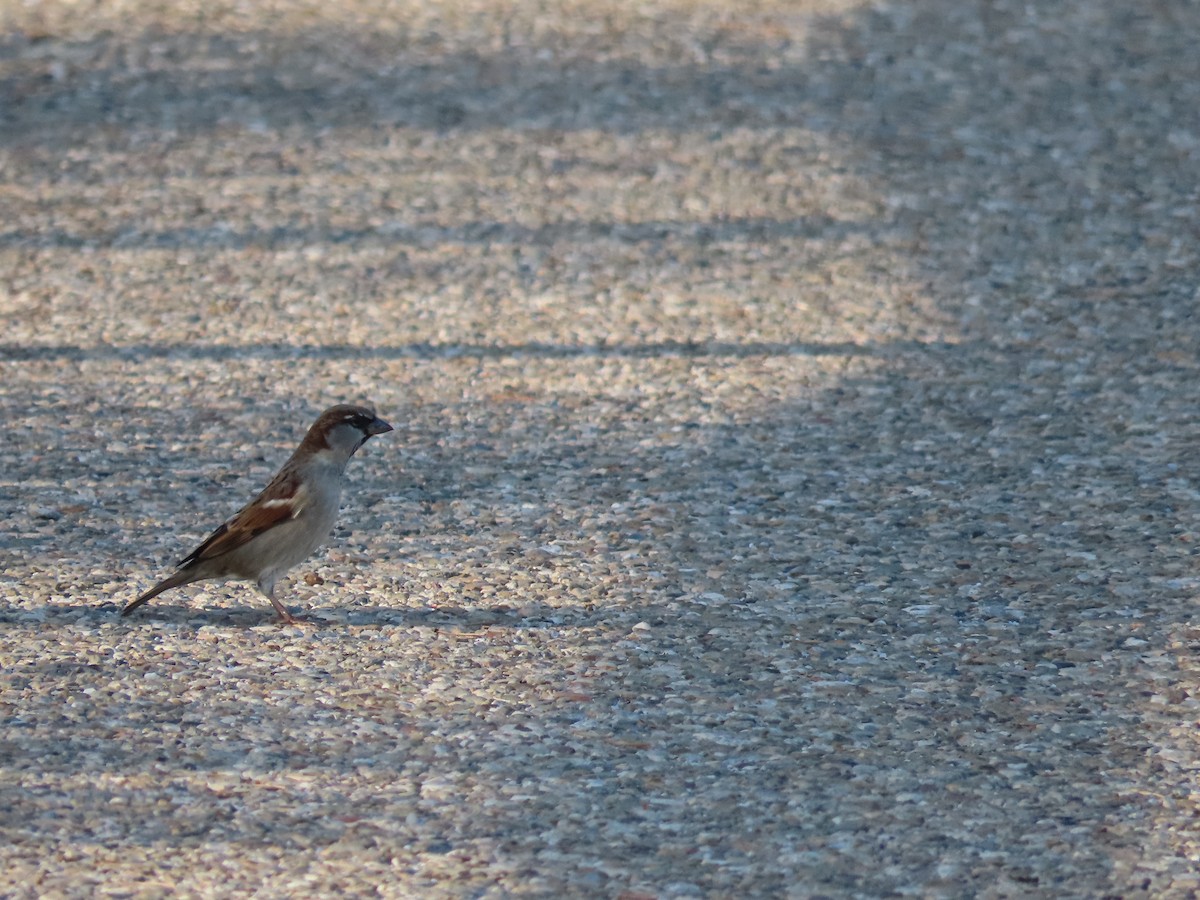 House Sparrow - ML388785231