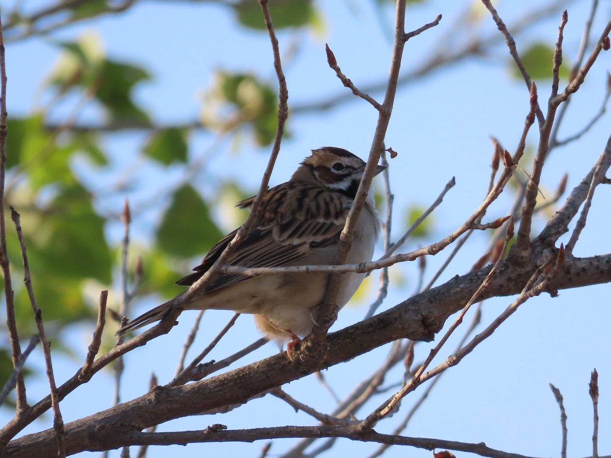 Lark Sparrow - ML388785351