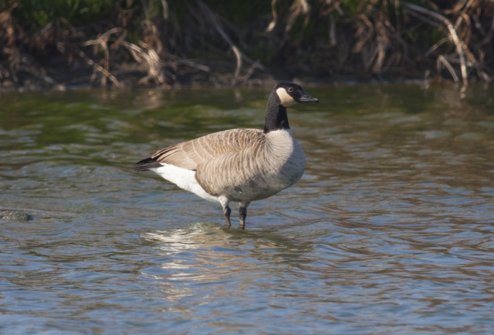 Canada Goose - ML38878751