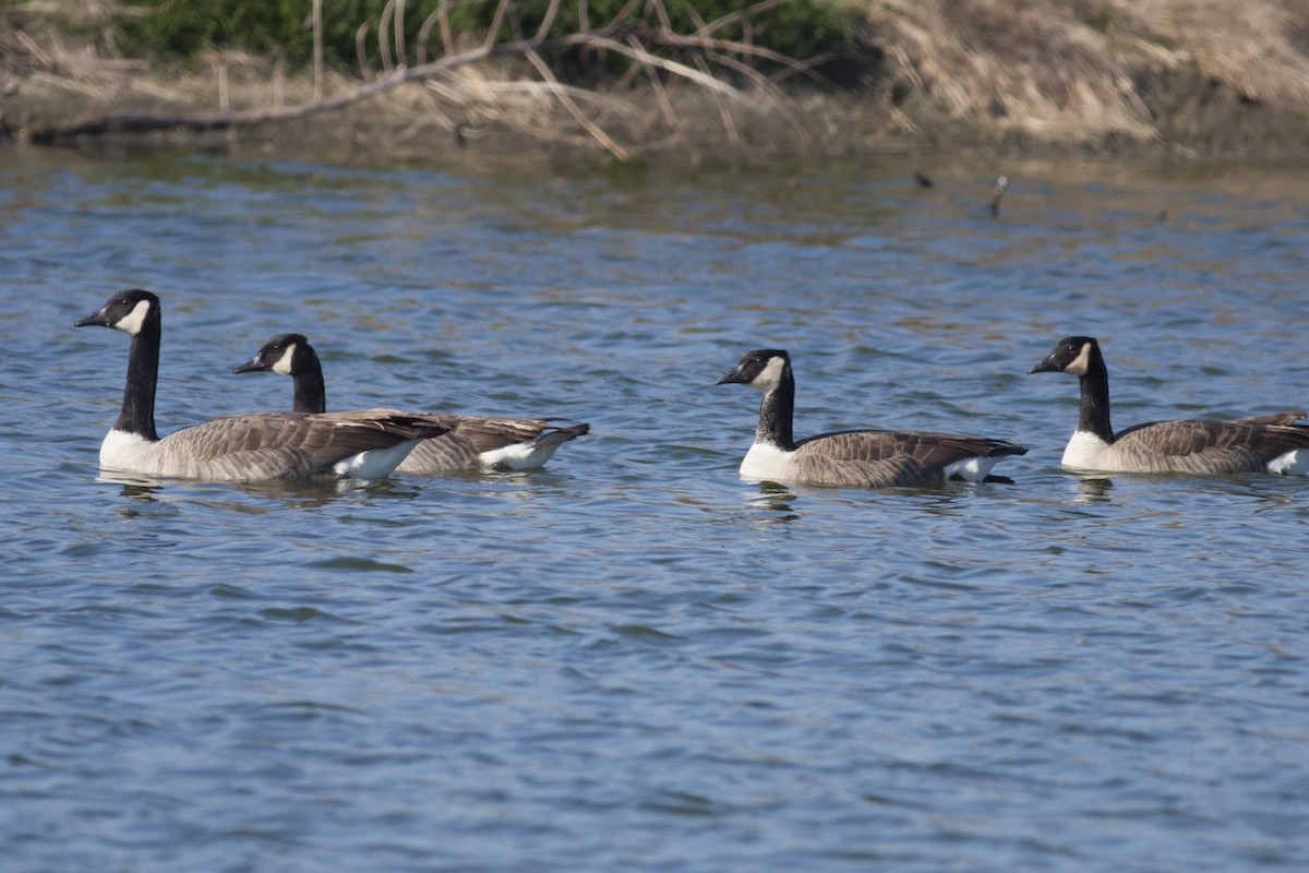 Canada Goose - ML38878761