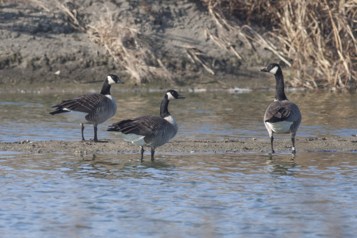 Canada Goose - ML38878771