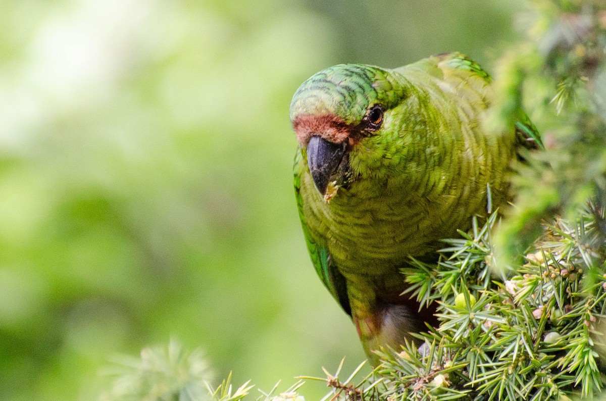 Austral Parakeet - ML388787791