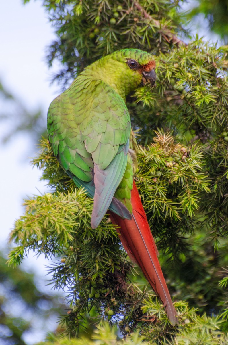 Austral Parakeet - ML388787801