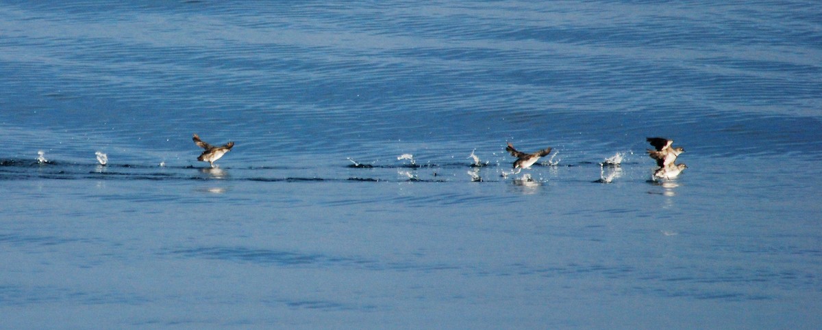 Cassin's Auklet - ML38878781