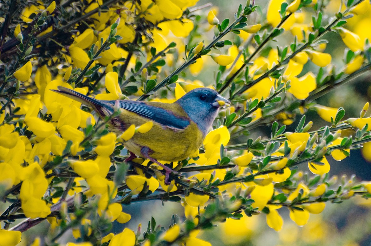 Patagonian Sierra Finch - ML388788081