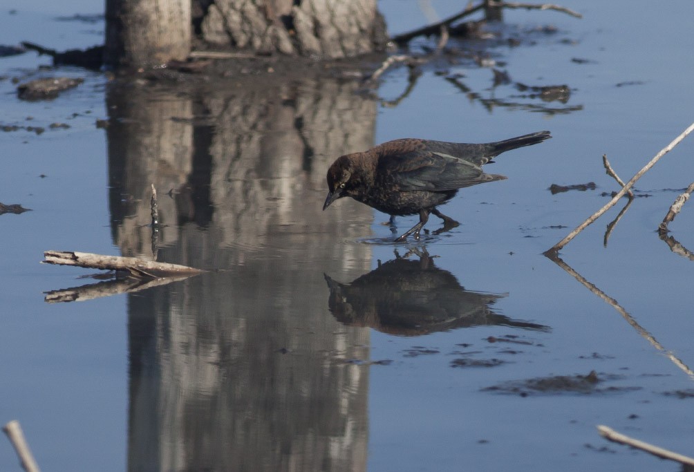 Rusty Blackbird - ML38878811