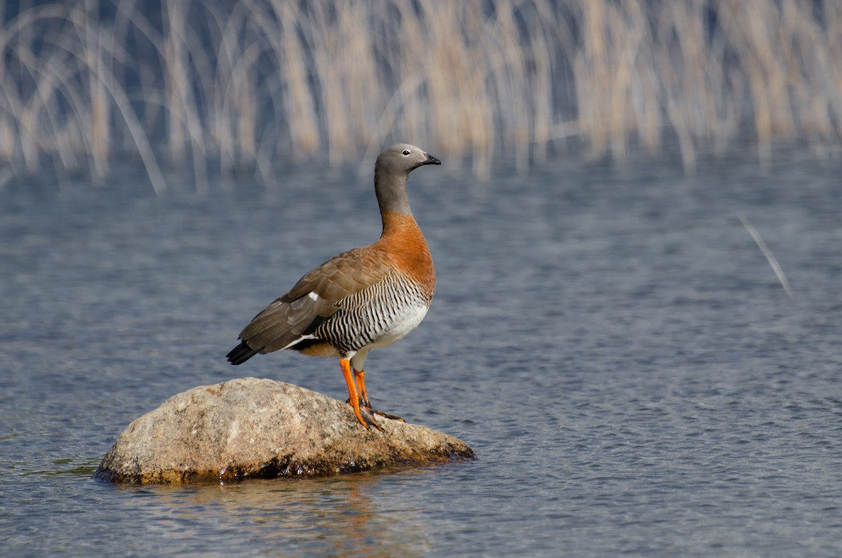Ashy-headed Goose - ML388788321
