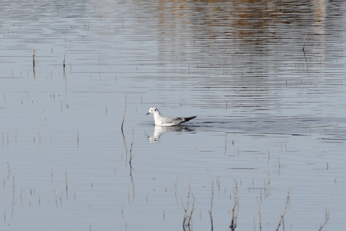 Gaviota de Bonaparte - ML388788971