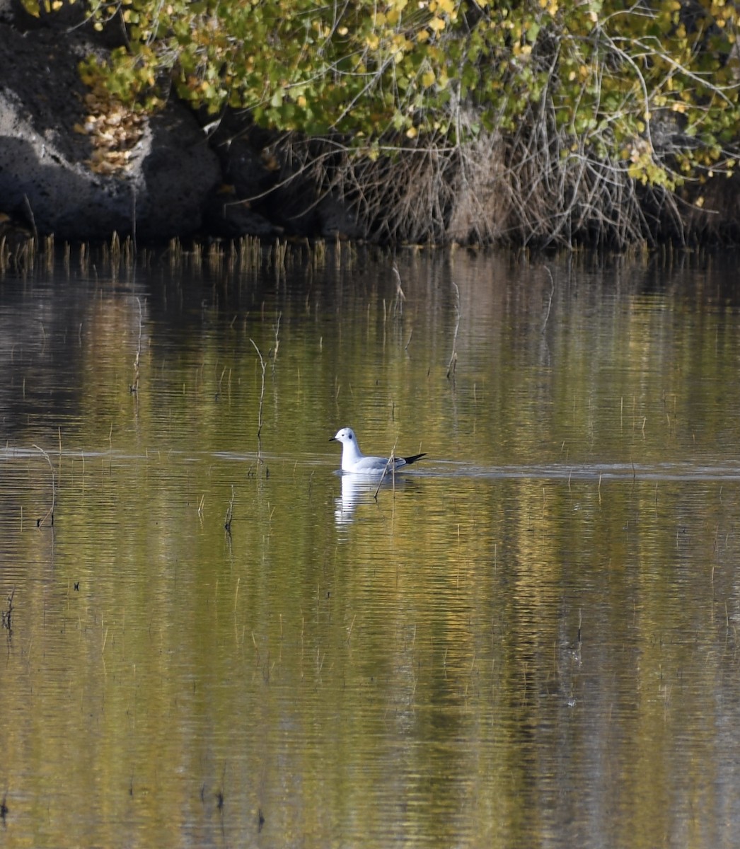 Bonaparte's Gull - ML388788981