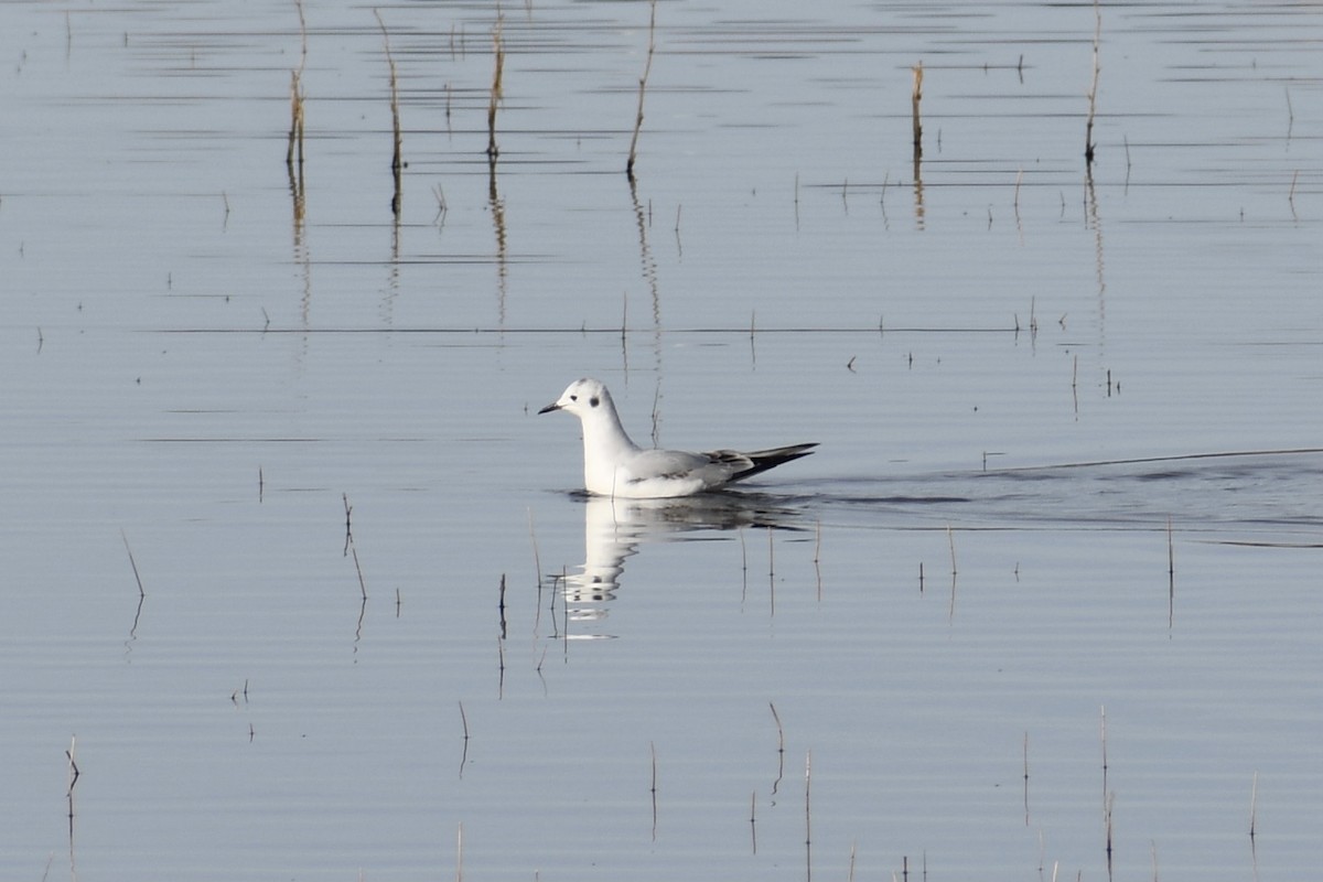 Bonaparte's Gull - ML388788991