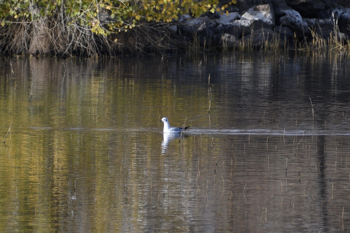 Bonaparte's Gull - ML388789021