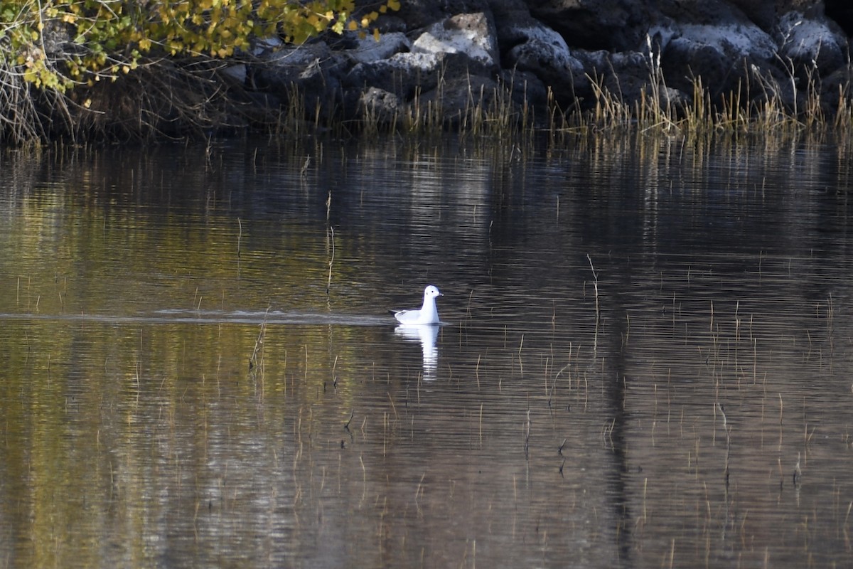 Bonaparte's Gull - ML388789041