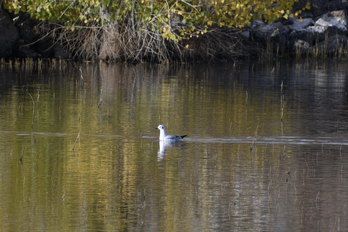 Mouette de Bonaparte - ML388789051